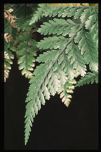 Davallia canariensis 1958