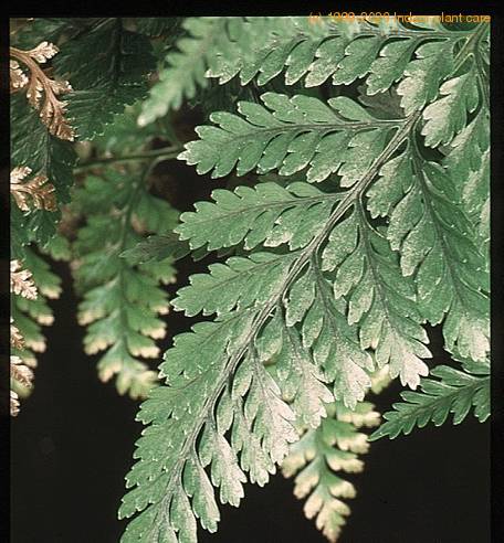 Davallia canariensis SIl