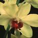 Dendrobium-2917