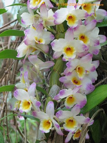Dendrobium amethystoglossum