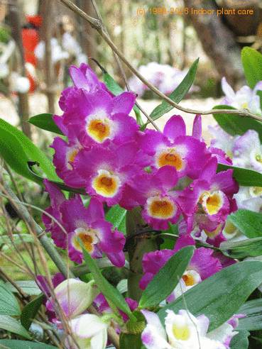 Dendrobium sp 2