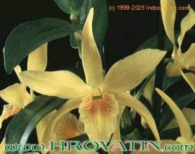 Dendrobium species flower 1792