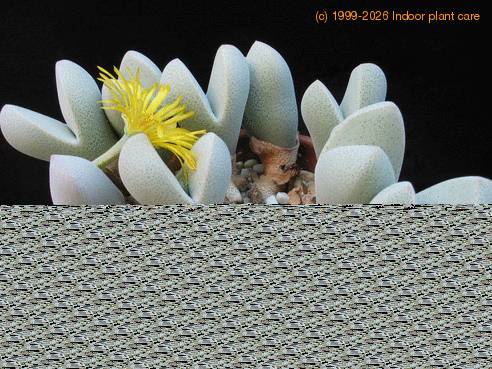 Dinteranthus microsp body