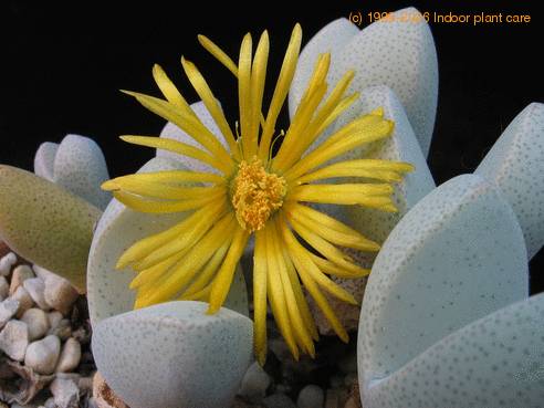 Dinteranthus microsp flow