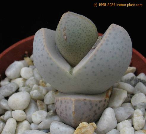 Dinteranthus  microspermus