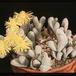 Dinteranthus puberulus SIb