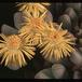 Dinteranthus puberulus SIf