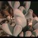 Dinteranthus puberulus SIl