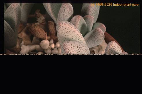 Dinteranthus puberulus SIl