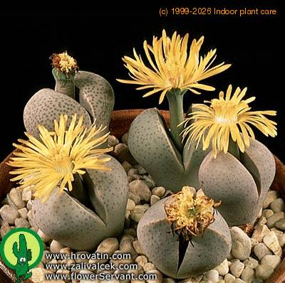 Dinteranthus wilmotianus 1591