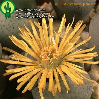 Dinteranthus wilmotianus flower 1592