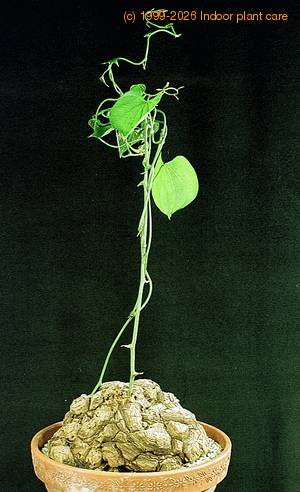 Dioscorea elephantipes 1640