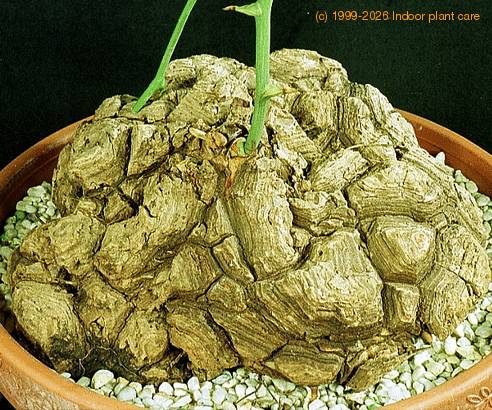 Dioscorea elephantipes 1641