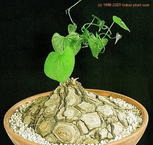 Dioscorea elephantipes 1644