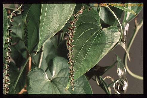 Dioscorea elephantipes 1685