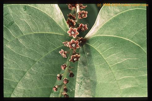 Dioscorea elephantipes 1686