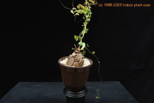 Dioscorea elephantipes 2