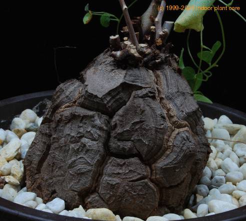 Dioscorea elephantipes SIb