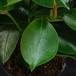 Dipladenia 1