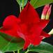 Dipladenia 3