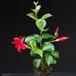 Dipladenia