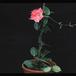 Dipladenia sanderi rosea 3010