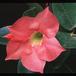 Dipladenia sanderi rosea 3011