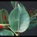 Dipladenia sanderi rosea 3012