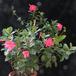 Dipladenia sanderii ( Mandevilla sanderii) 1