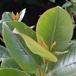 Dipladenia sanderii ( Mandevilla sanderii) 3