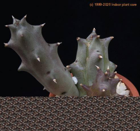 Diplociata ciliata MOP