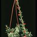 Dischidia pectenoides 1930