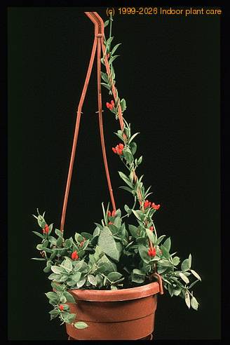 Dischidia pectenoides 1930