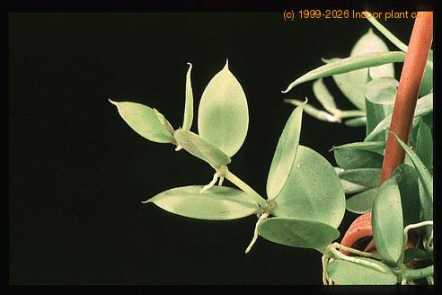 Dischidia pectenoides 1934