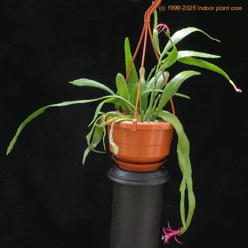 Disocactus biformis body