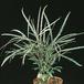 Dizygotheca elegantissima 1879