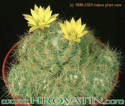 Dolichothele baumii 316