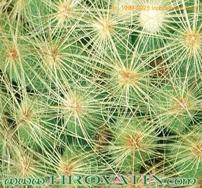 Dolichothele baumii thorn 318