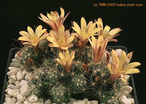 Dolichothele surculosa-701