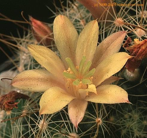 Dolichothele surculosa-702