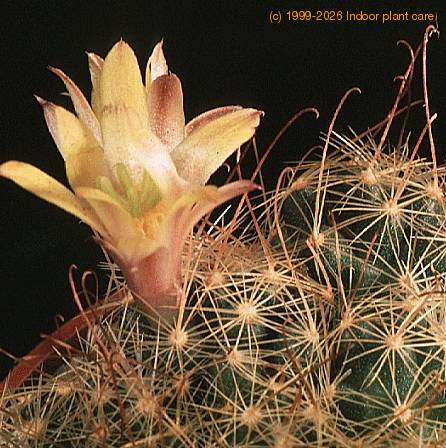 Dolichothele surculosa-818