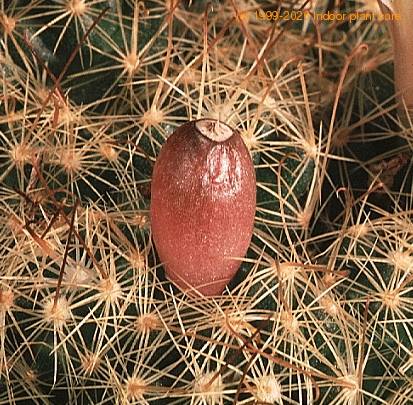 Dolichothele surculosa-819