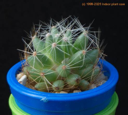 Dolichothelle sphaerica MOP