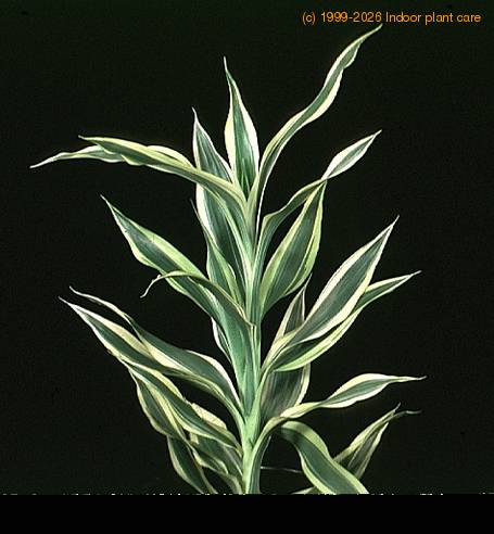 Dracaena deremensis 1877