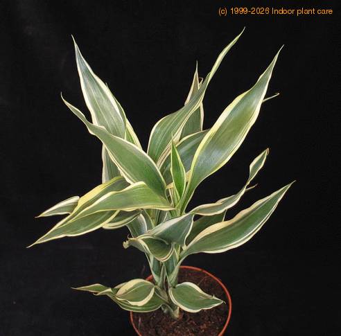 Dracaena deremensis 2