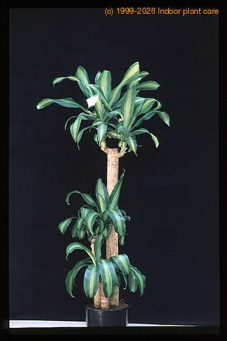 Dracaena massangeana 3008