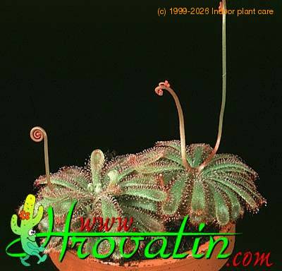 Drosera aliciae 1717