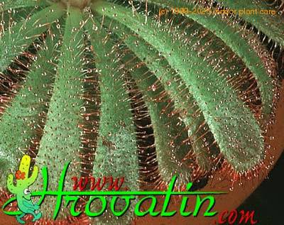 Drosera aliciae leaf 1718