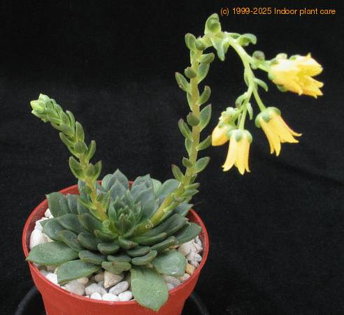 Echeveria