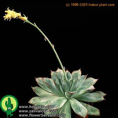 Echeveria kirchneriana 1350